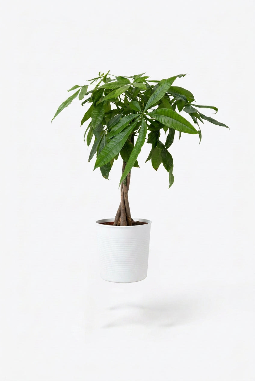 Pachira Aquatica
