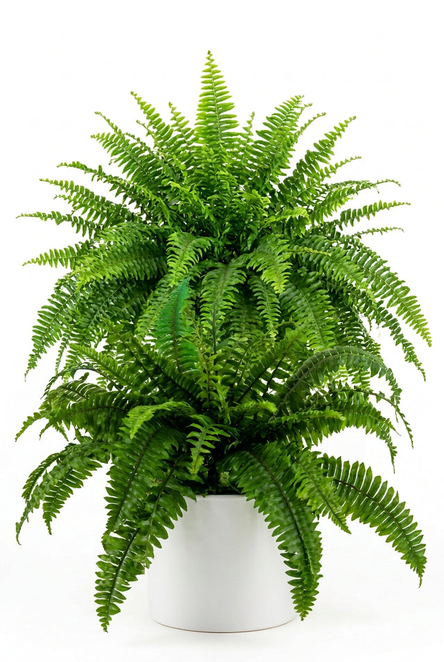 Nephrolepis Exaltata Sonata