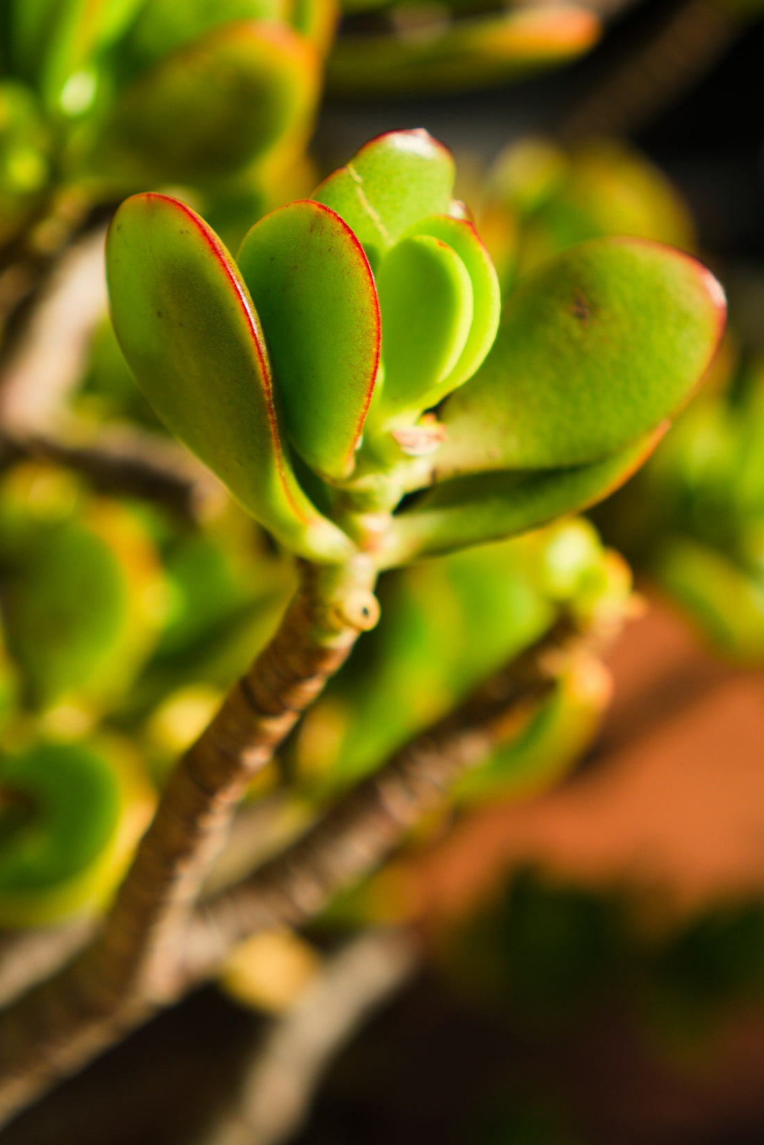 Crassula