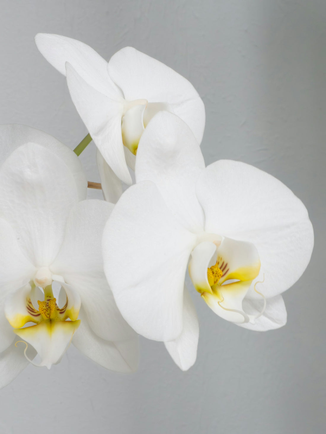 Phalaenopsis, wit
