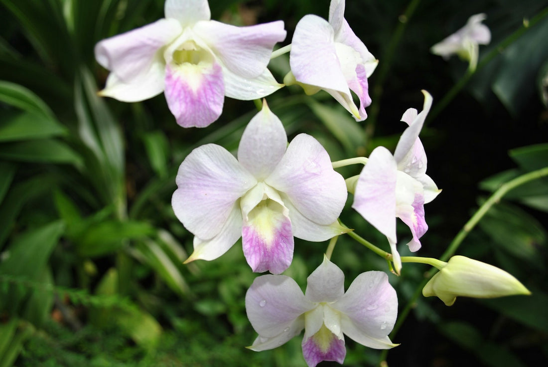 Dendrobium