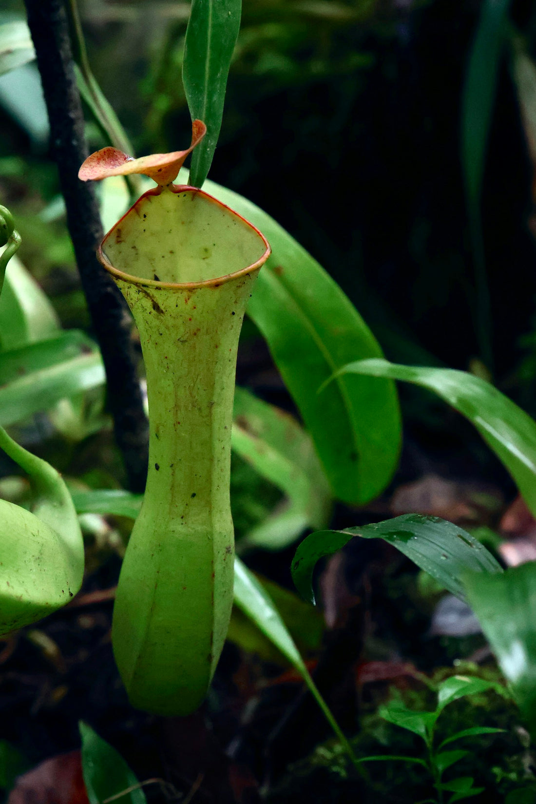 Kannenplant ‘Alata’