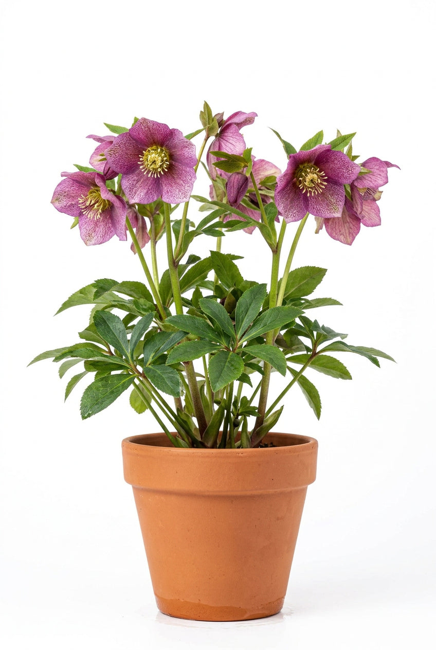 Helleborus Niger Chr Carol