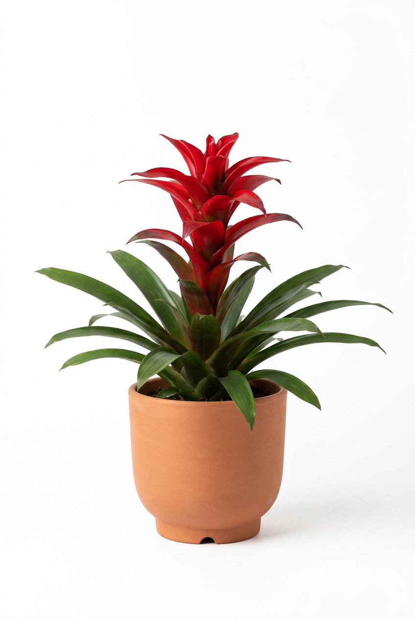 Bromelia Gemengd