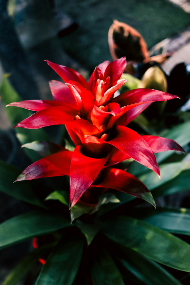 Bromelia