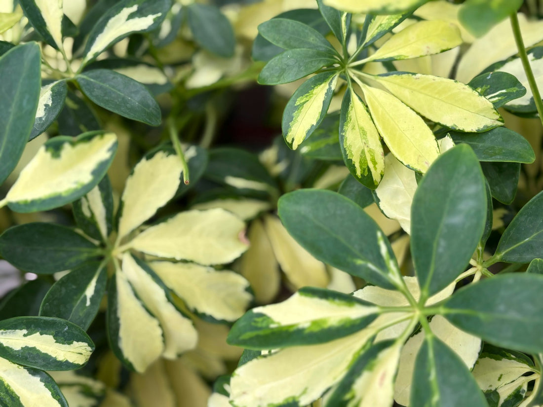 Schefflera
