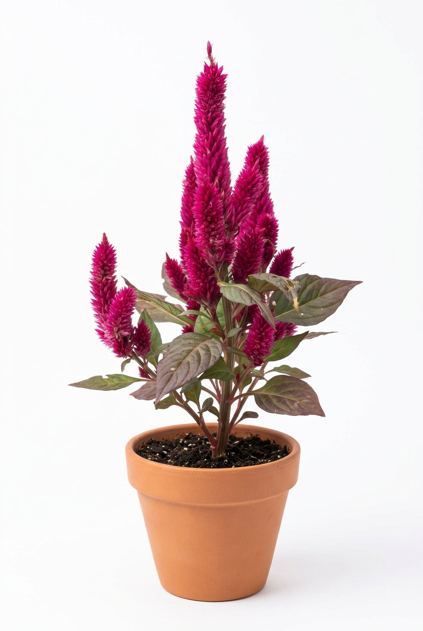 Celosia Deep Purple