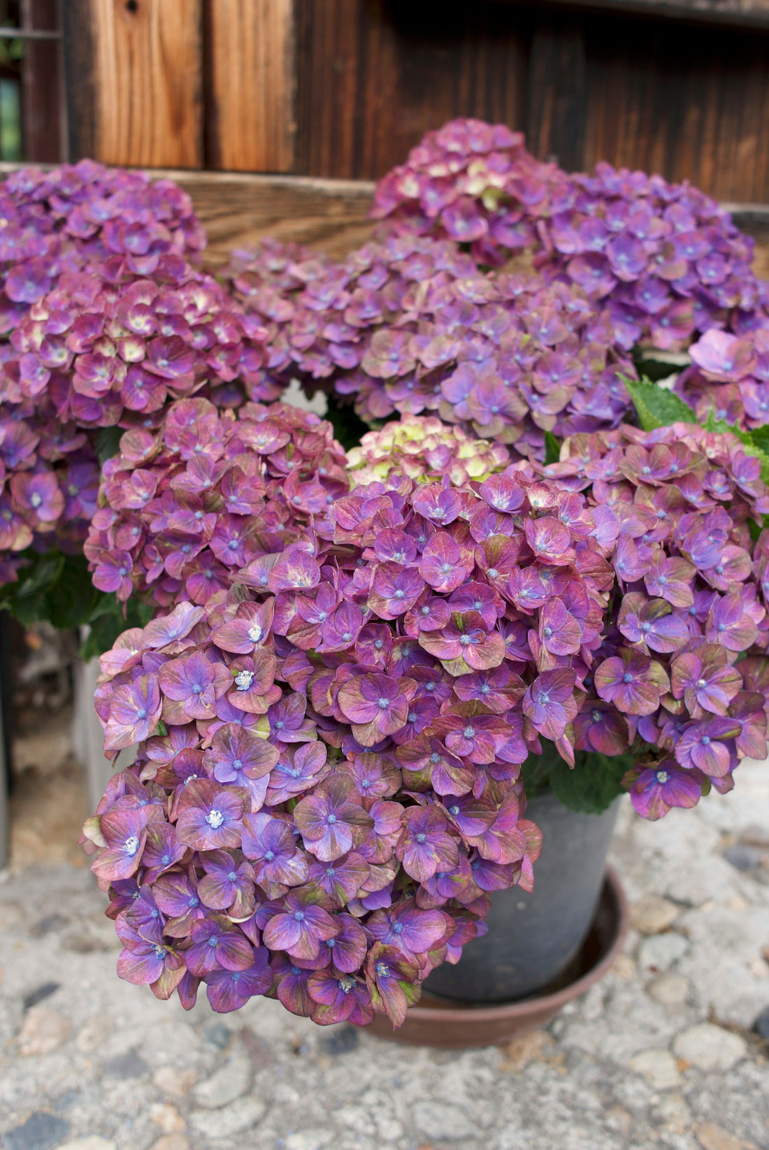 Hortensia
