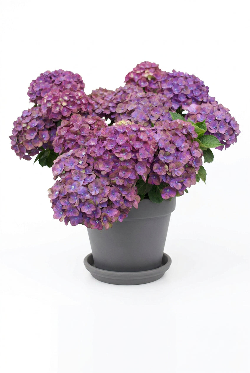 Hydrangea Macrophylla Hi Ocean Rose