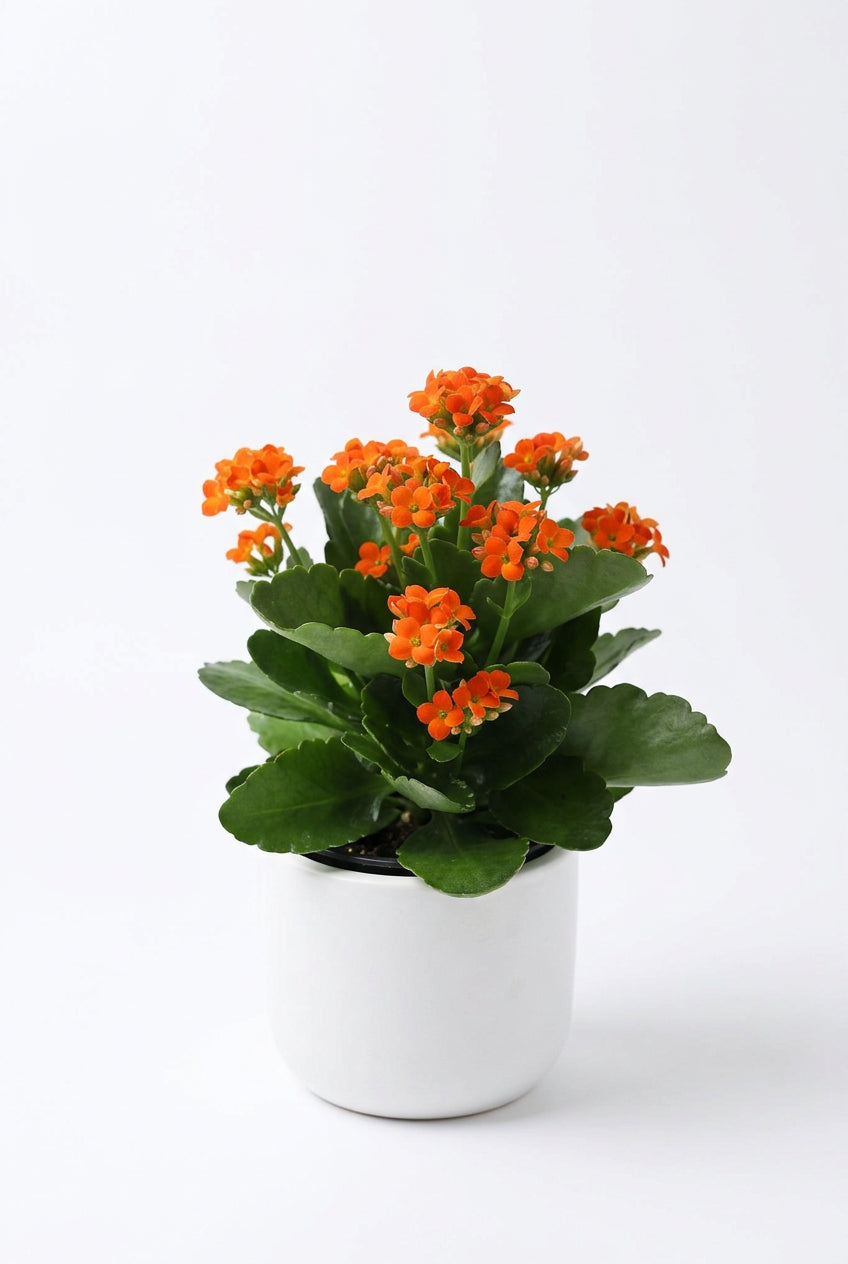 Kalanchoe Rosebud Gemengd