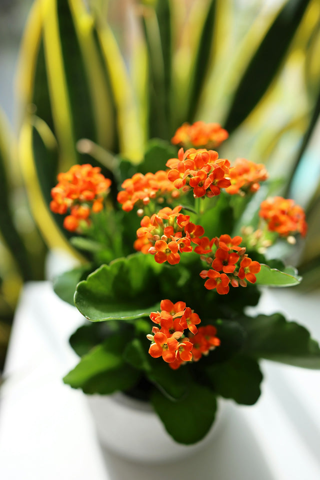 Kalanchoë