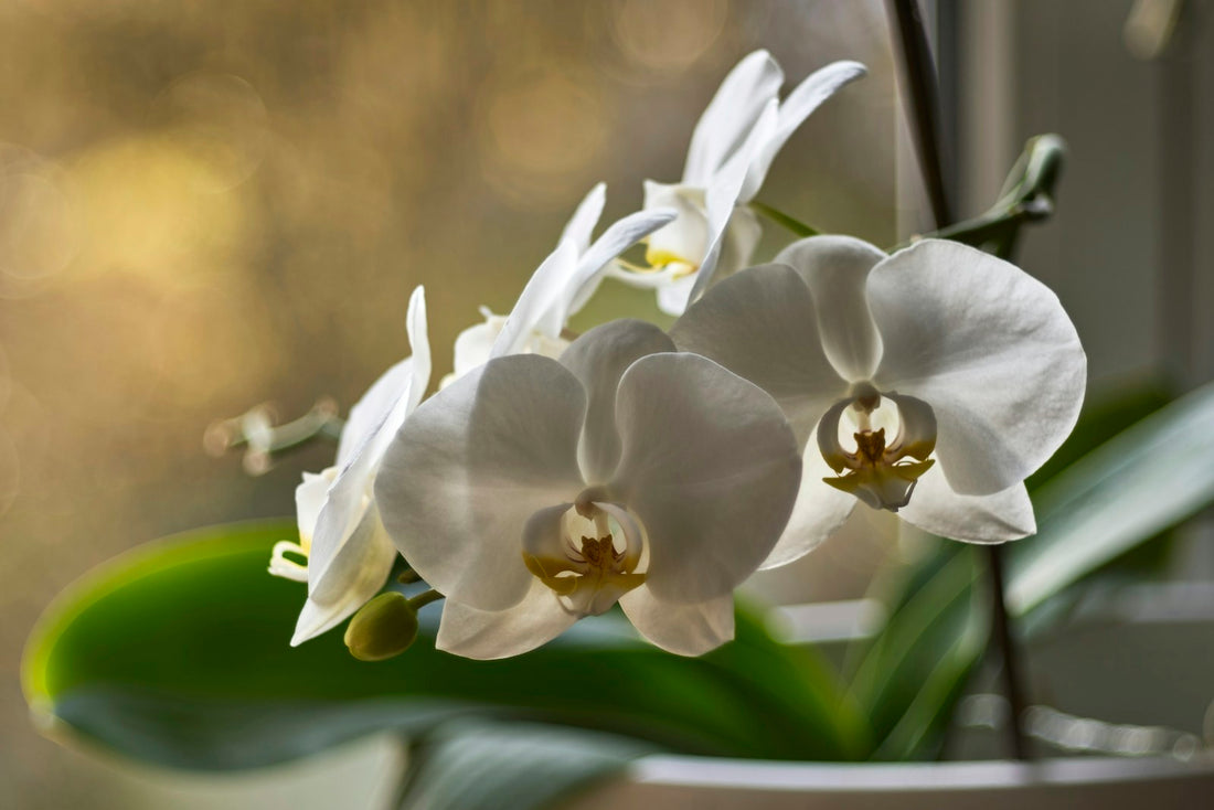 Phalaenopsis, wit