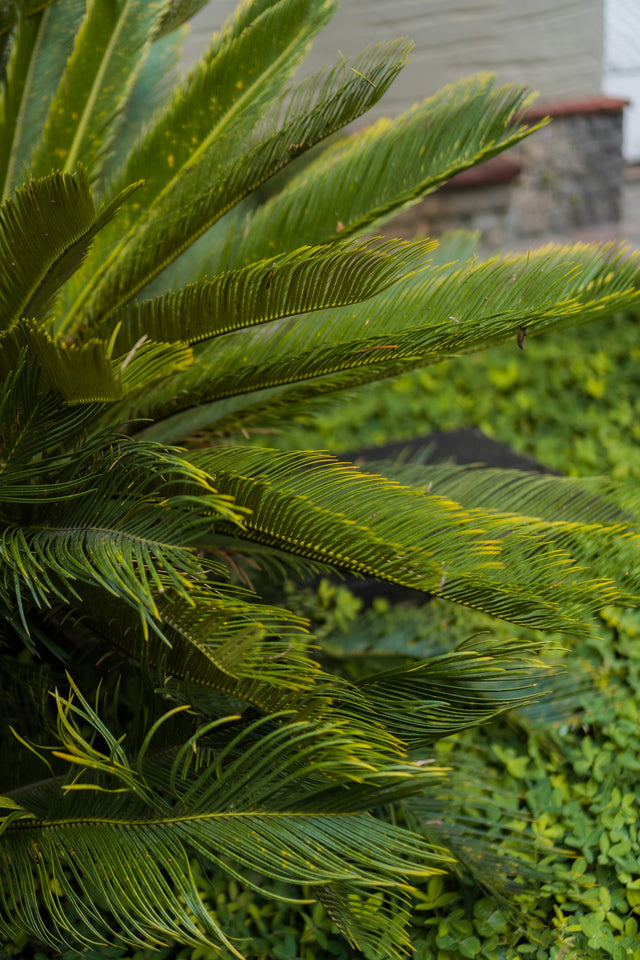 Cycaspalm