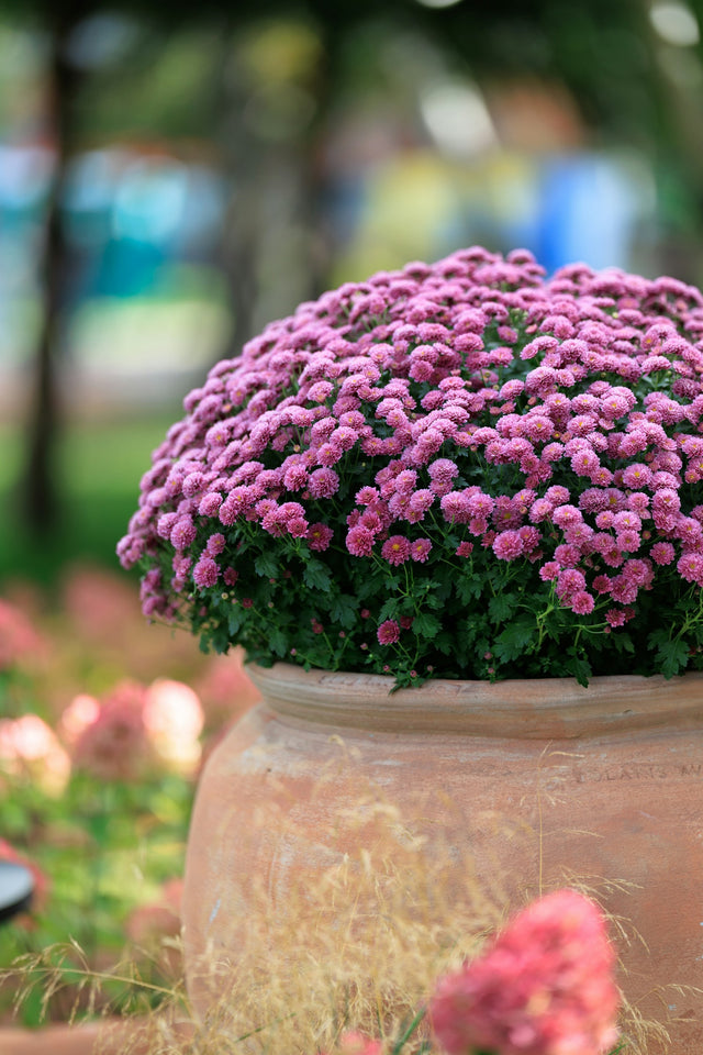 Chrysant