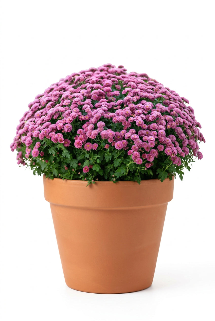 Chrysant