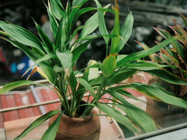 Dracaena