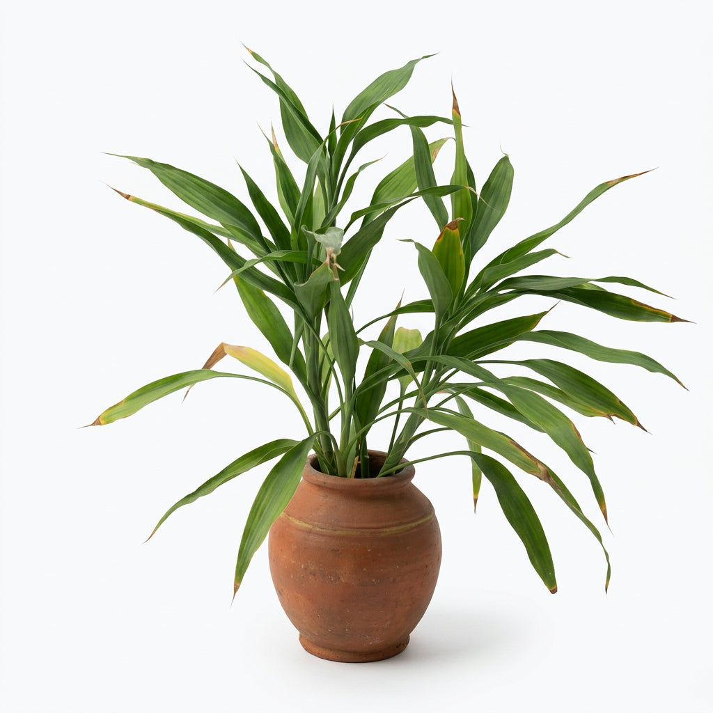 Dracaena Sanderiana Vlecht Mix