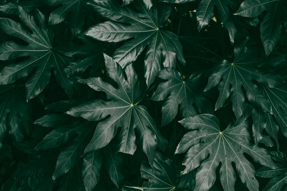 Vingerplant