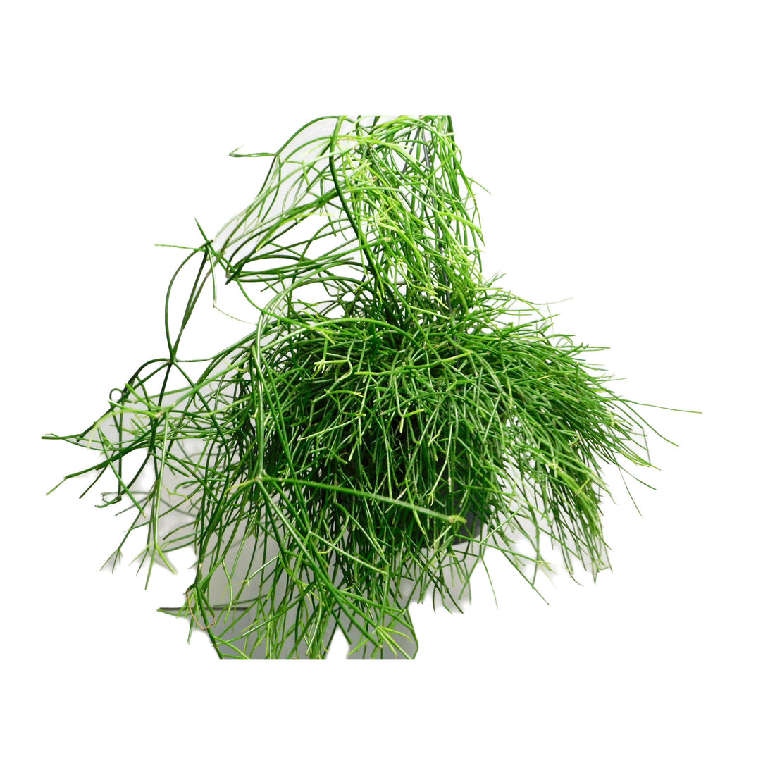 Rhipsalis