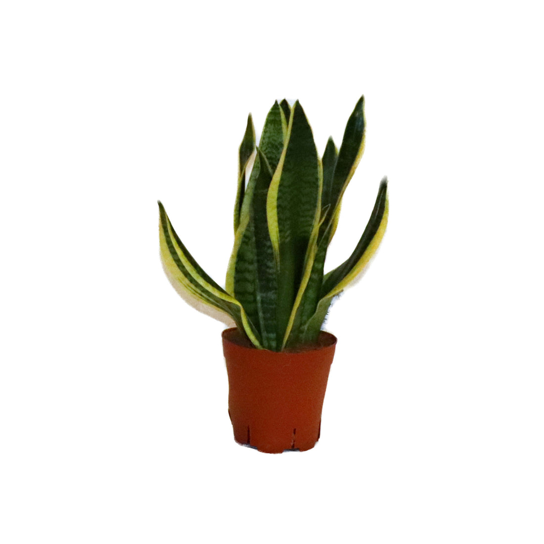 Sansevieria