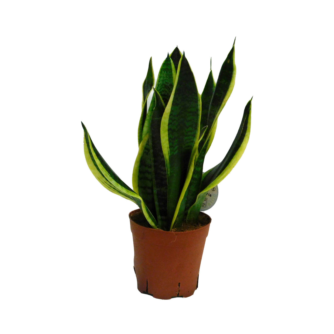 Sansevieria