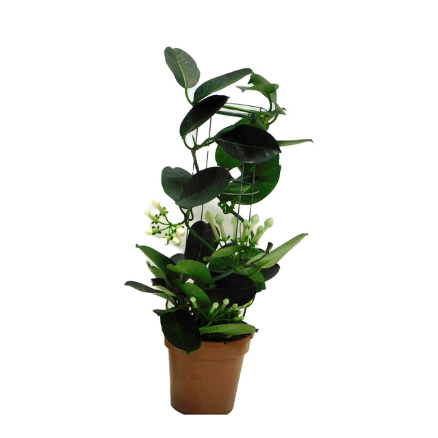 Stephanotis