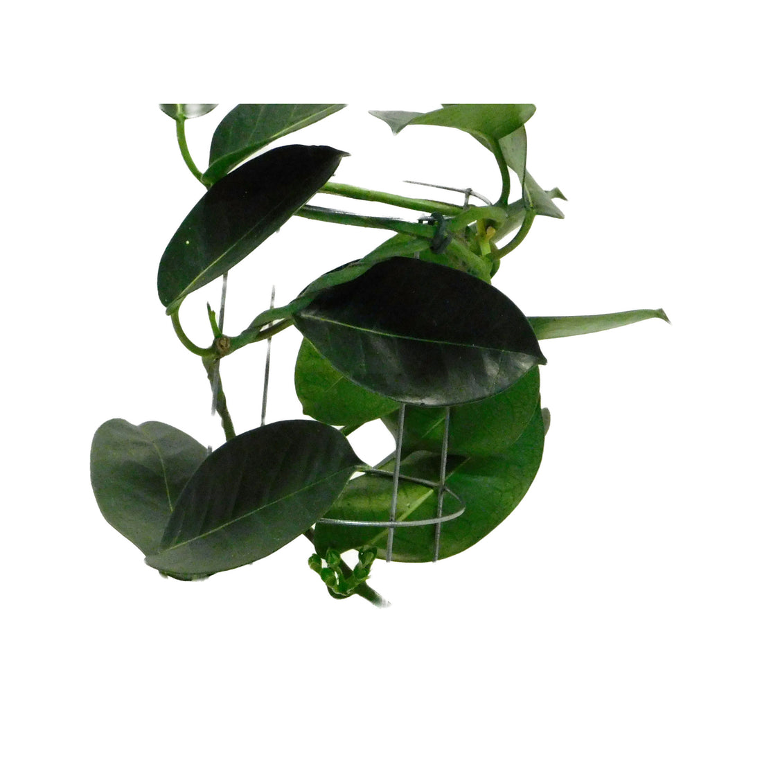 Stephanotis