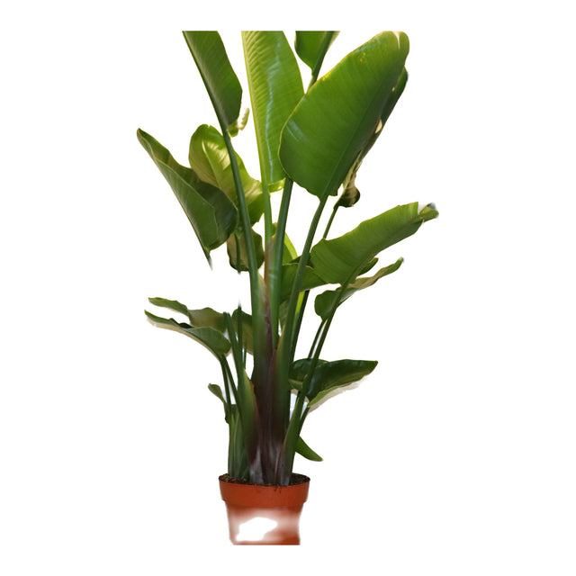 Strelitzia