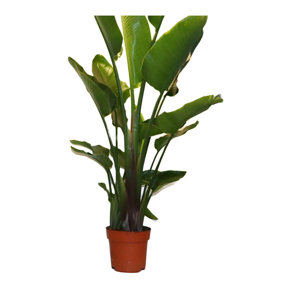 Strelitzia