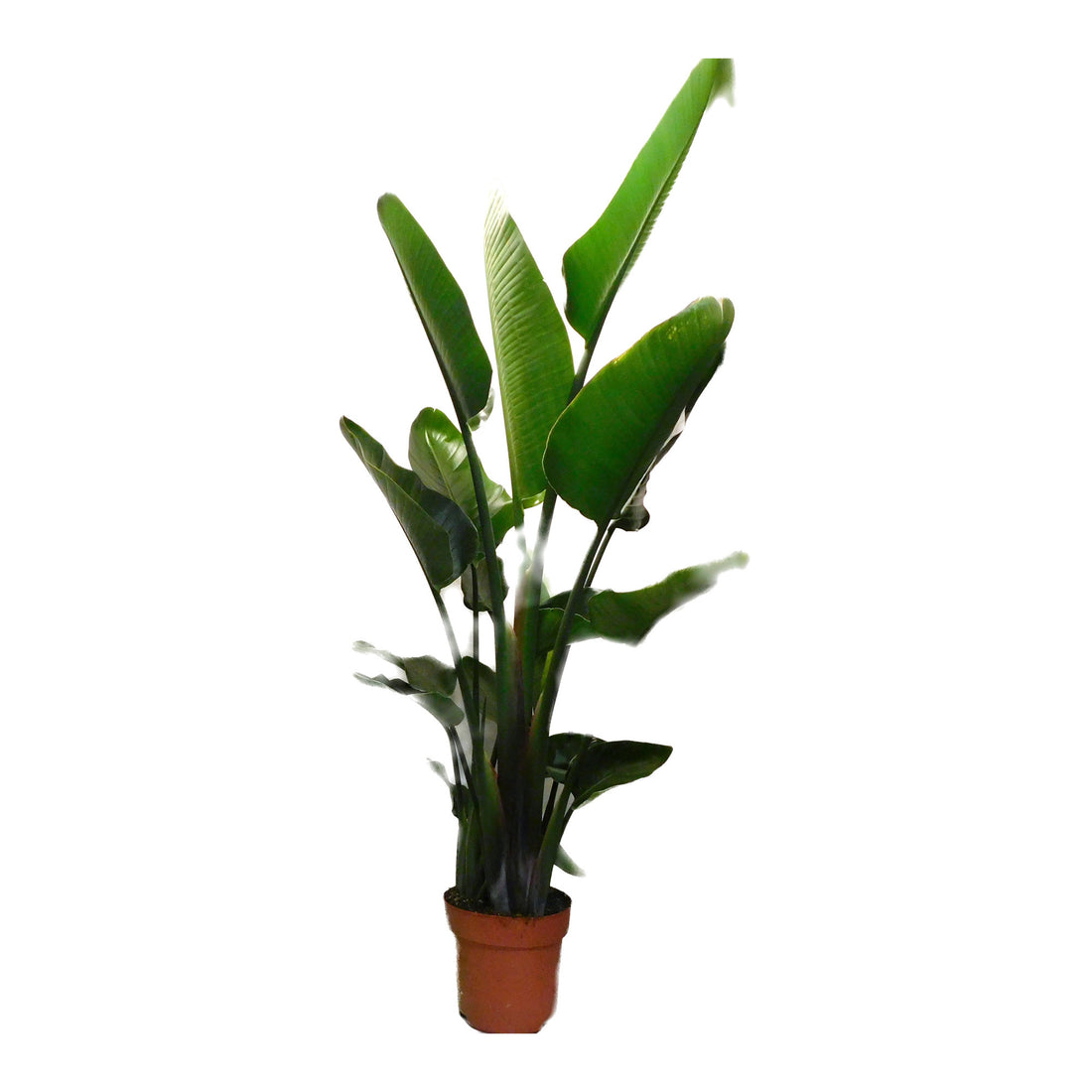 Strelitzia