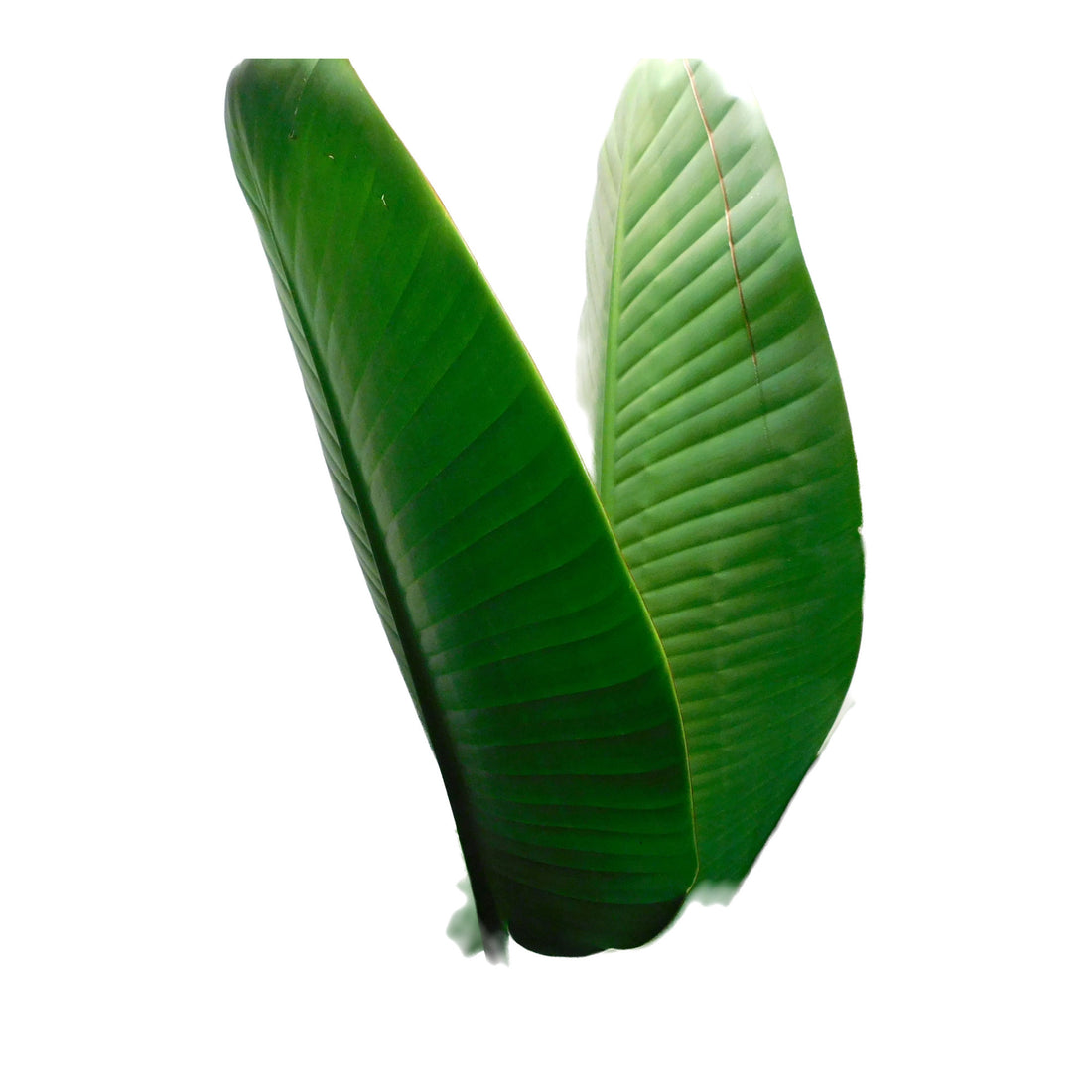 Strelitzia