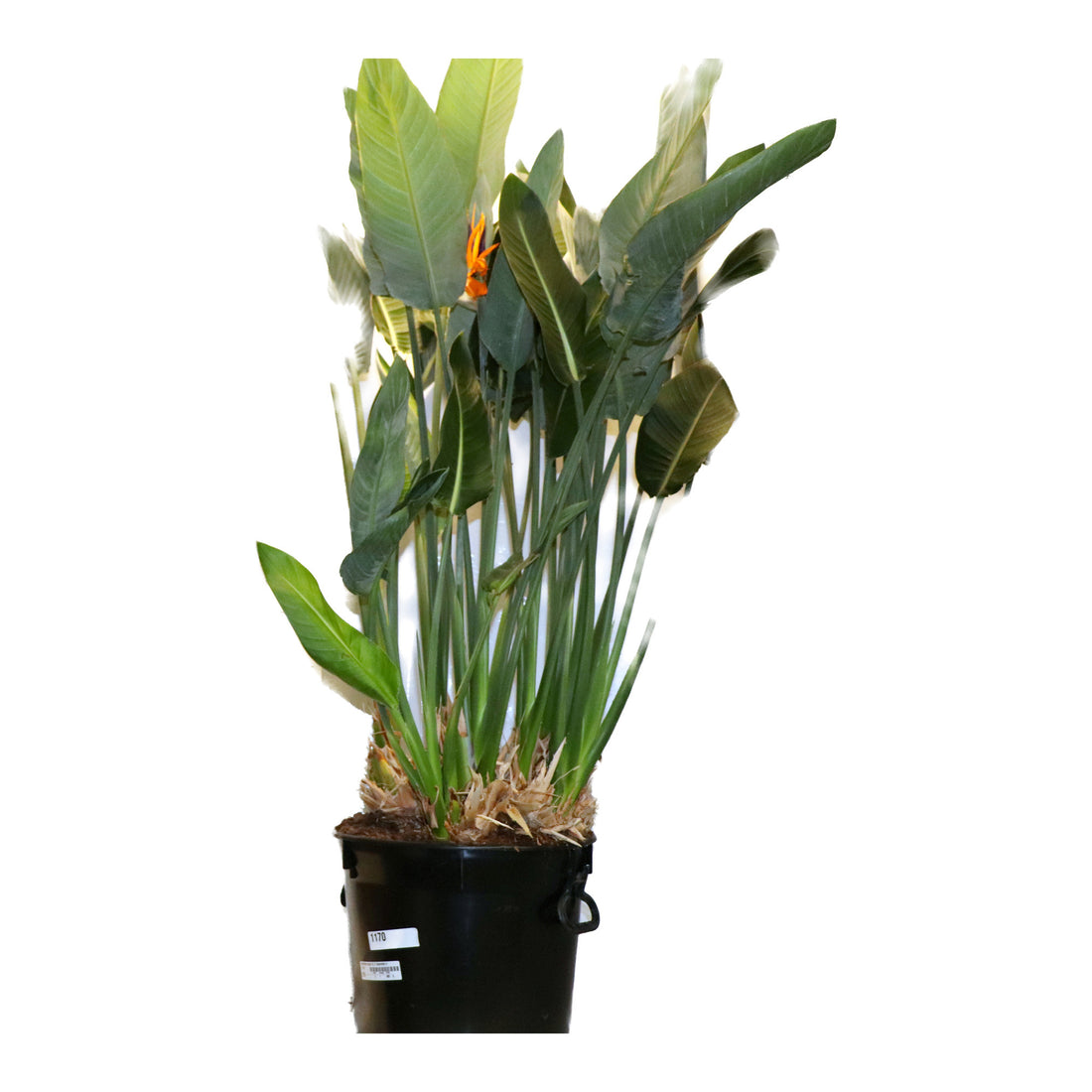 Strelitzia