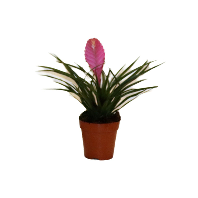 Tillandsia