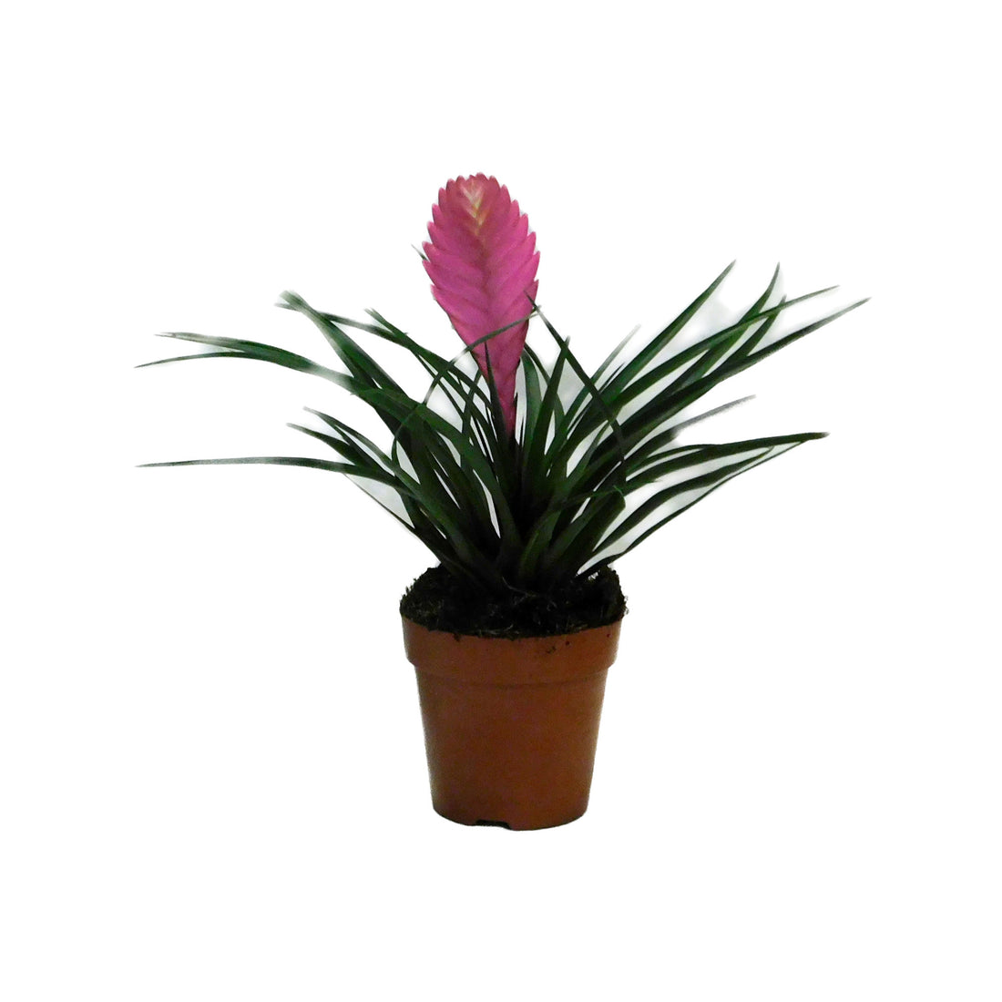 Tillandsia