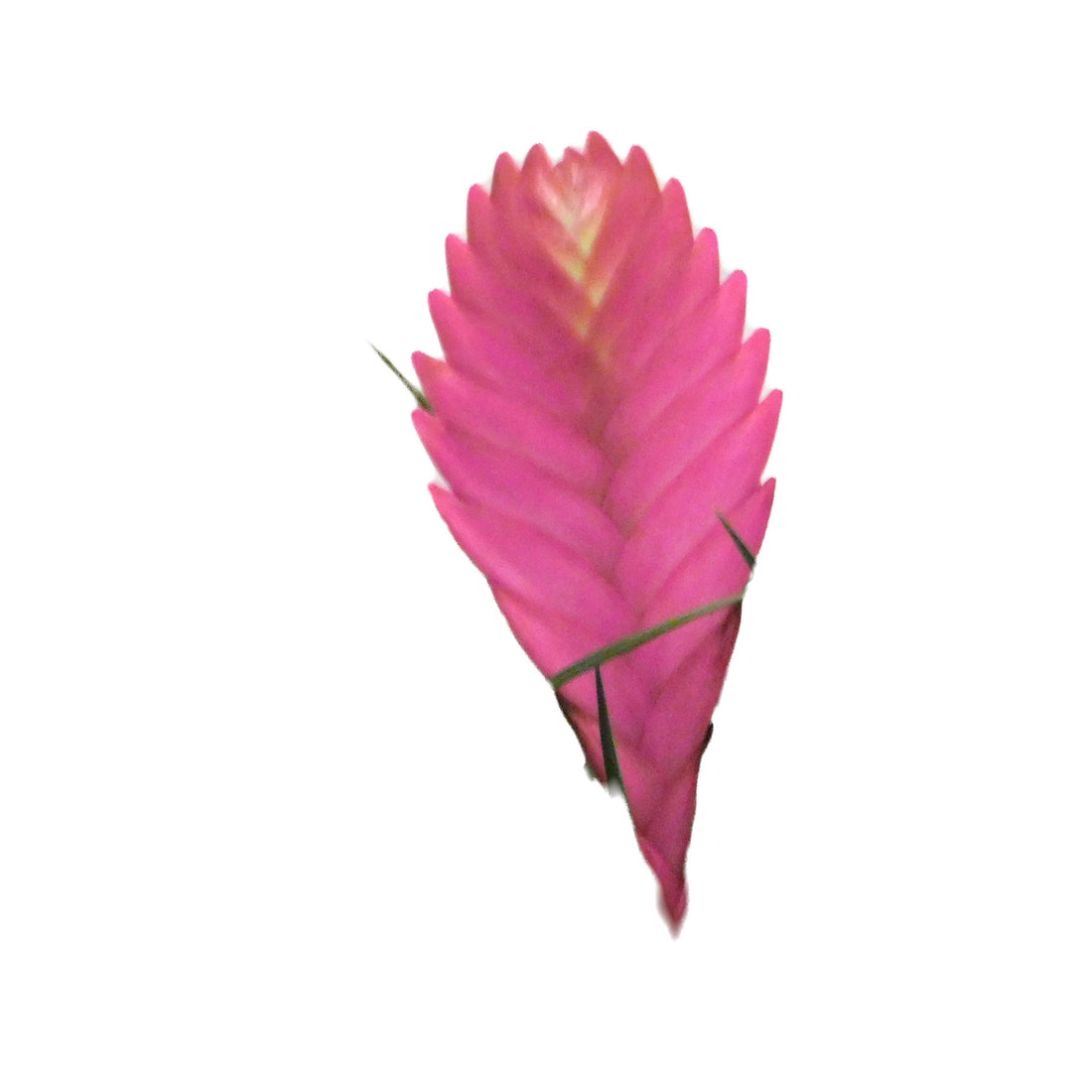Tillandsia