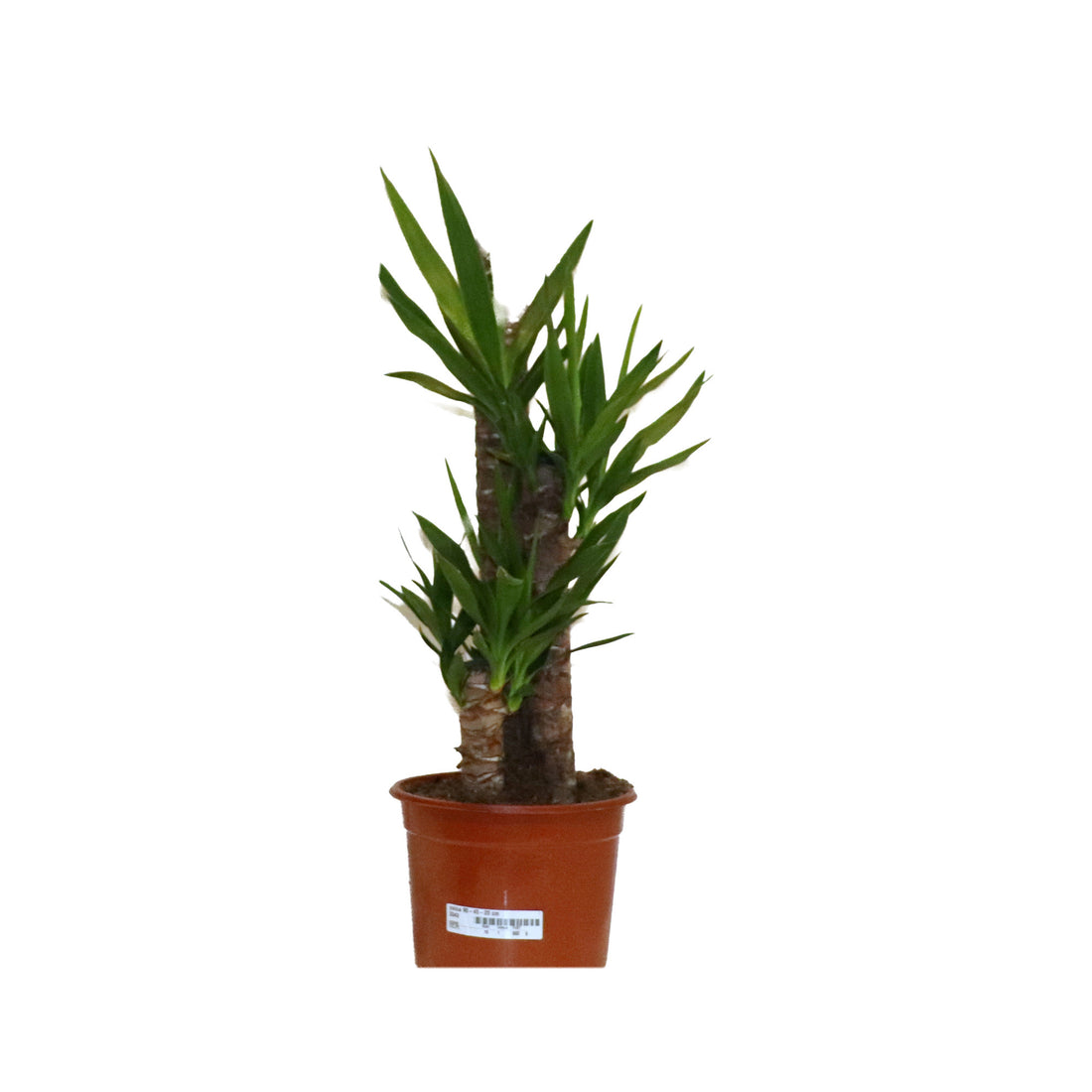 Yucca