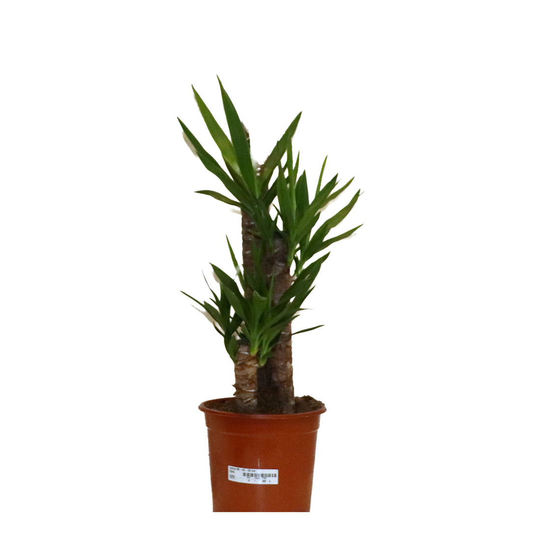 Yucca