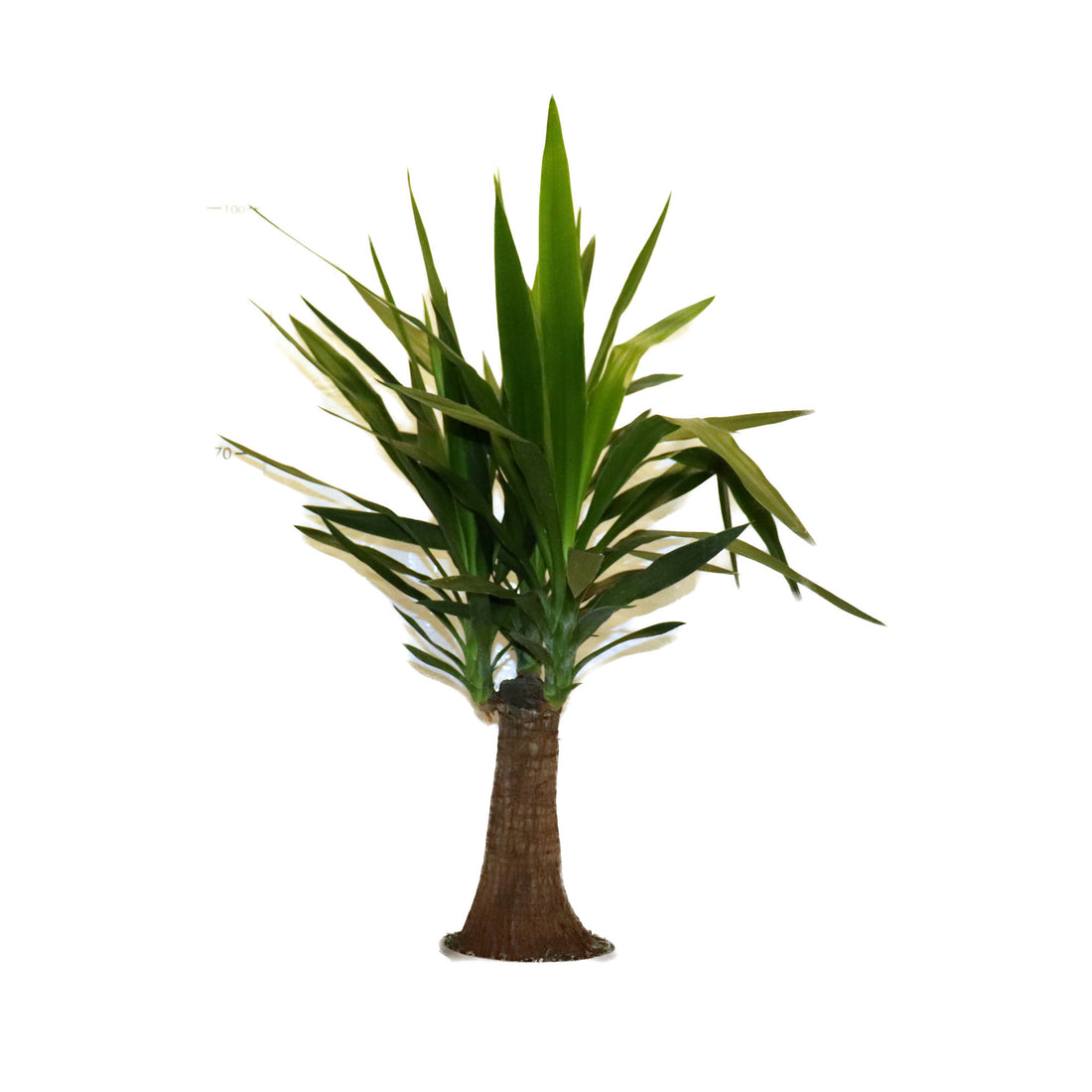 Yucca