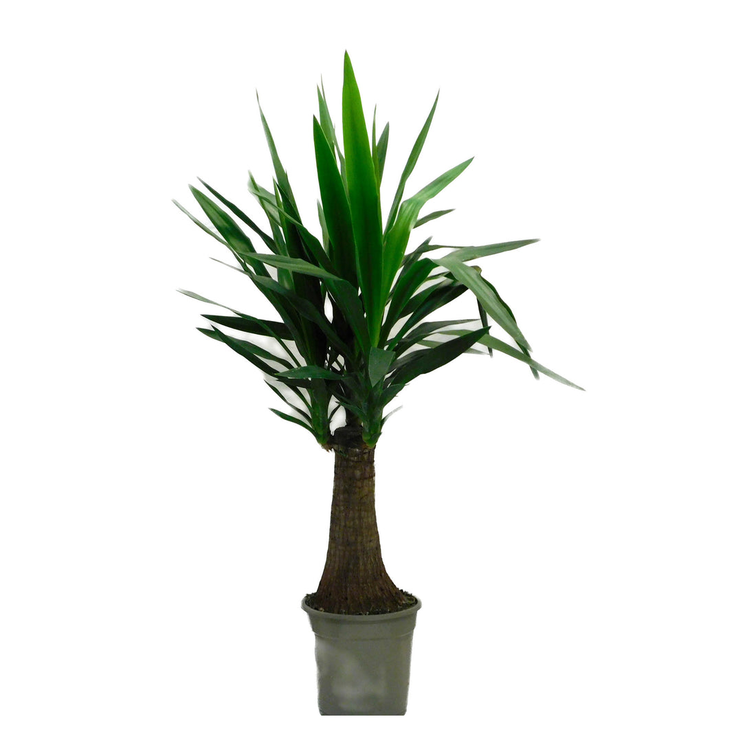 Yucca