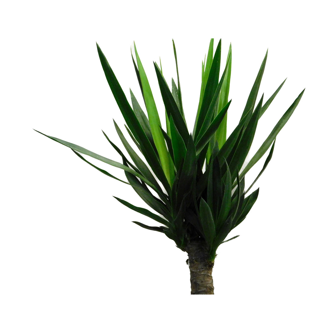 Yucca