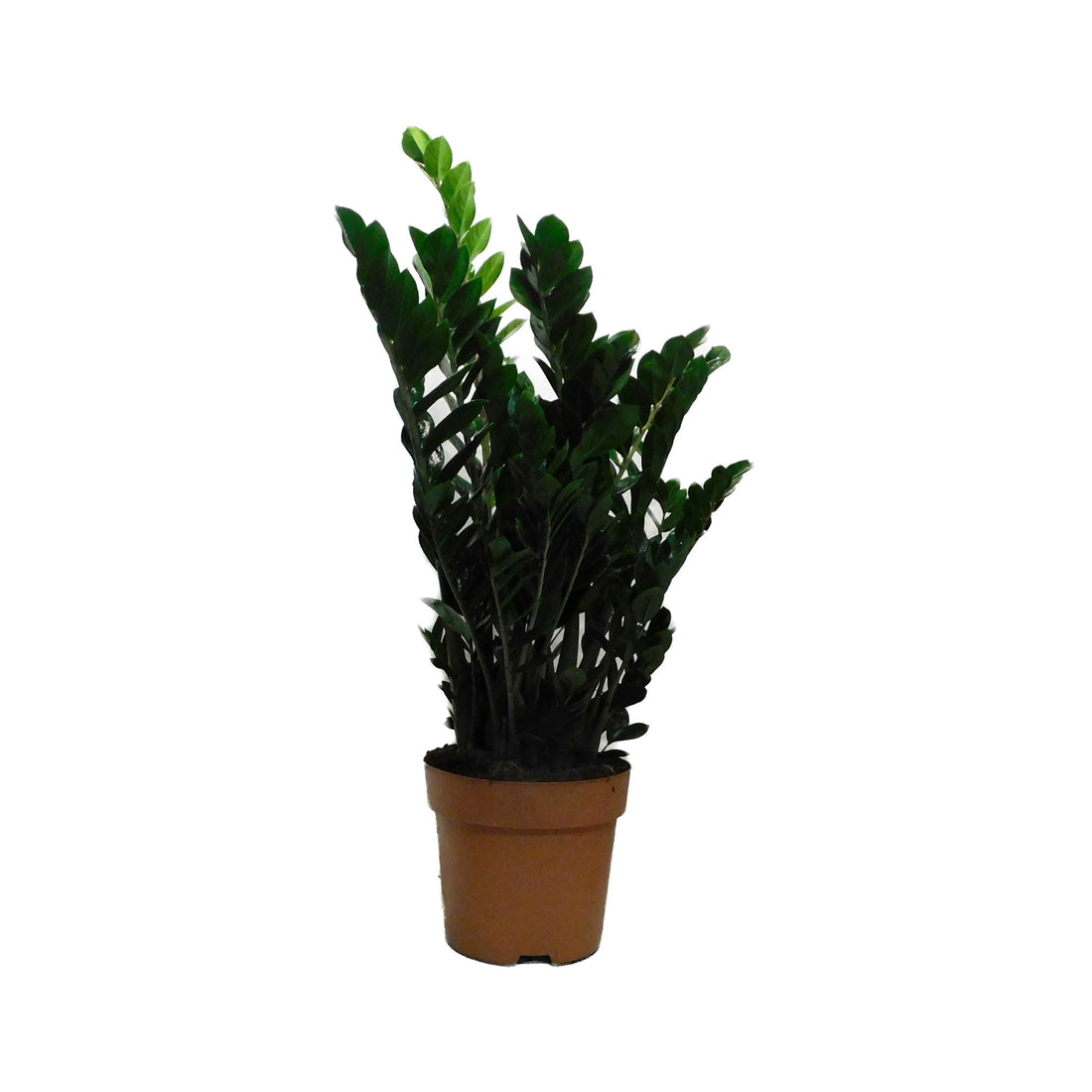 Zamioculcas