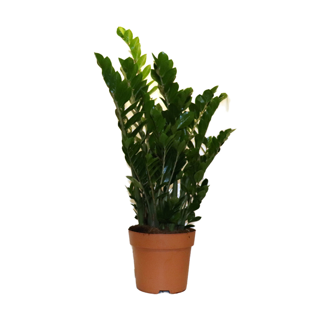 Zamioculcas