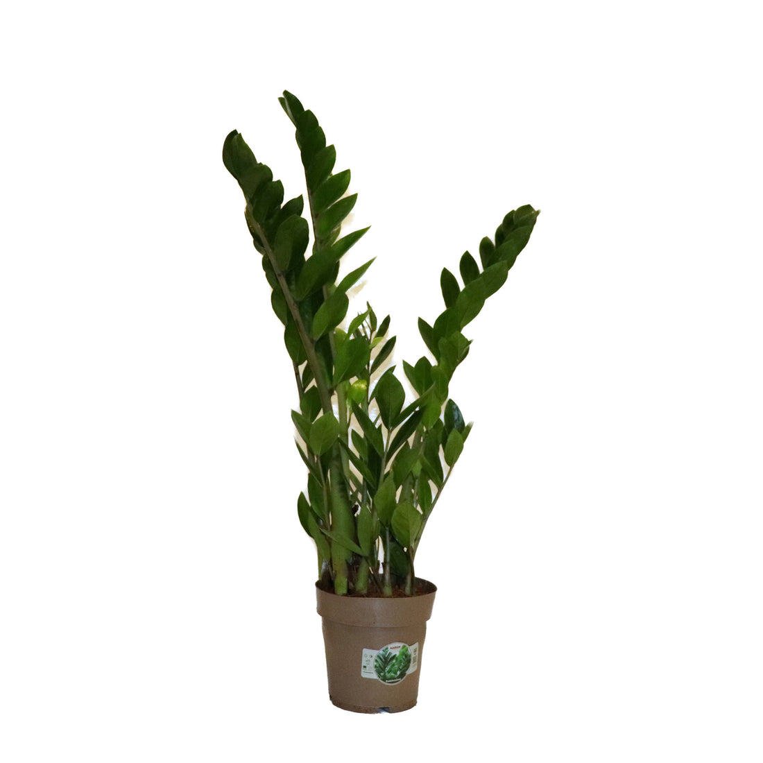 Zamioculcas