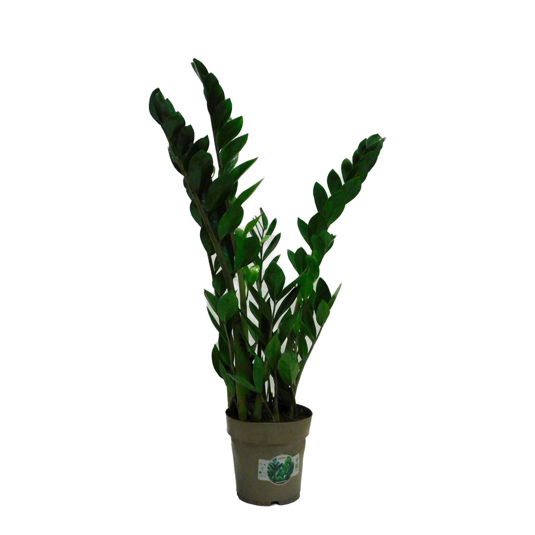 Zamioculcas