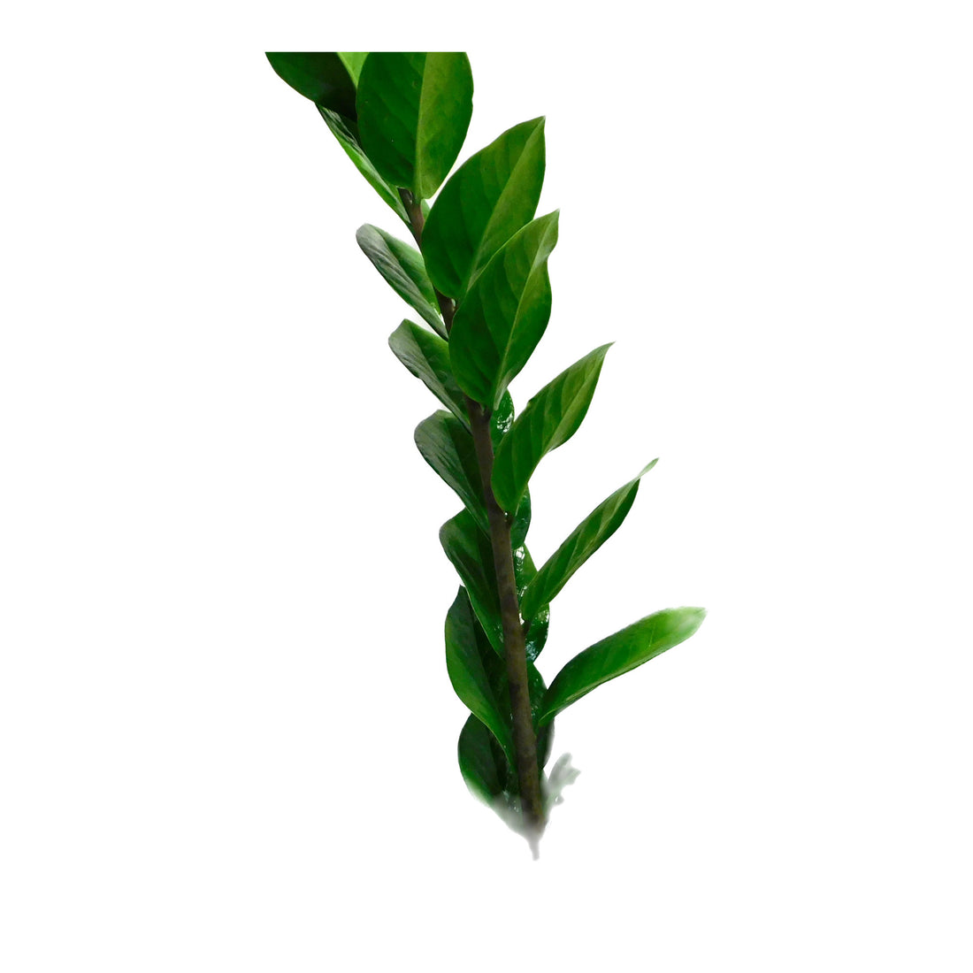 Zamioculcas