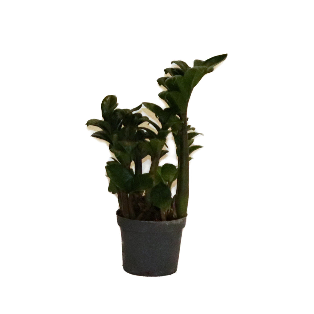 Zamioculcas