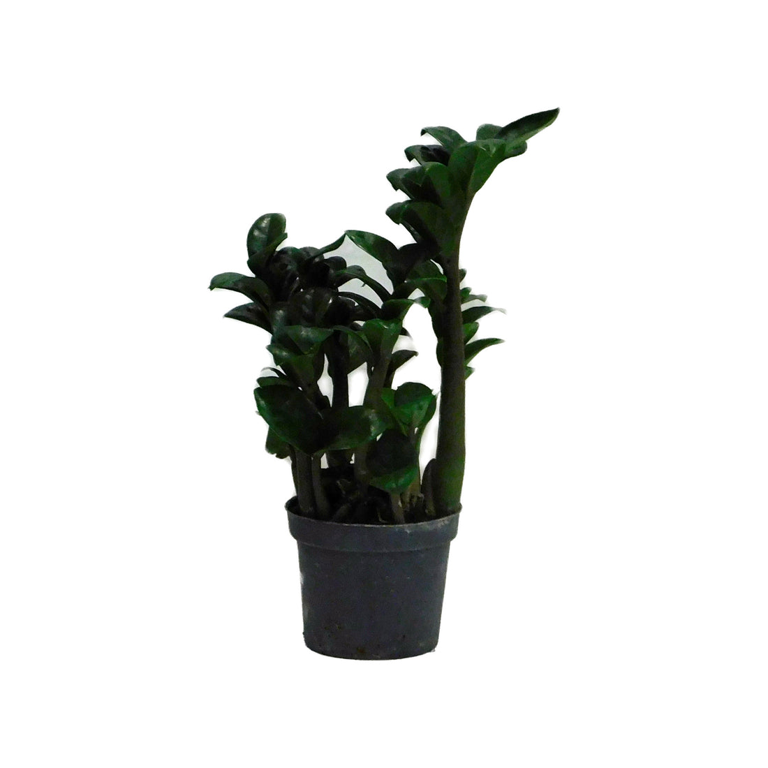 Zamioculcas