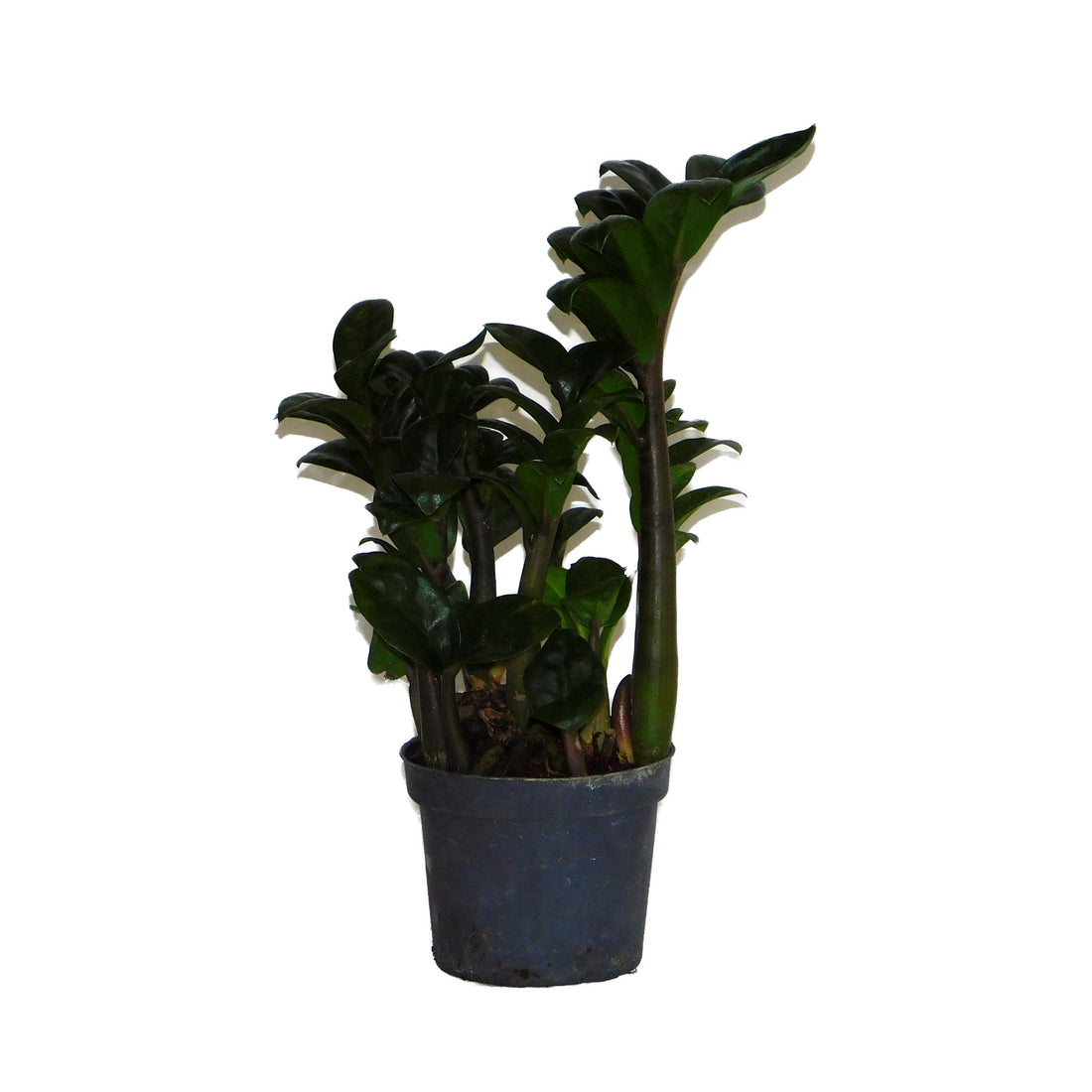 Zamioculcas
